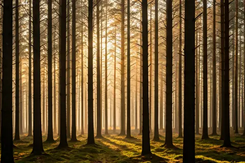 Managed pine forest with sunlight filtering through trunks