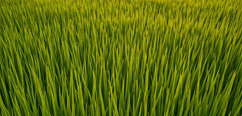 Agriculture, Forestry and Fishing companies in Thailand